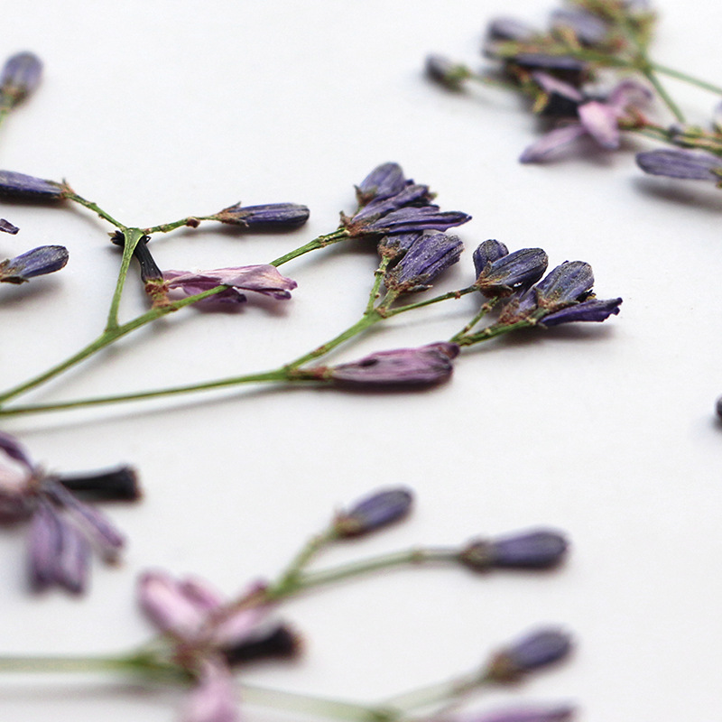 Dried Flower Bookmark - 60Pcs Neem Tree Flower Branches, Dried