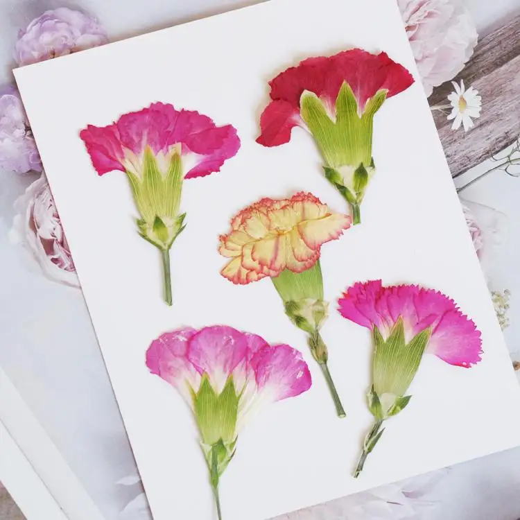6pcs/4-7cm,Carnation dried flo - Dried Flower Bookmark 评论和价格