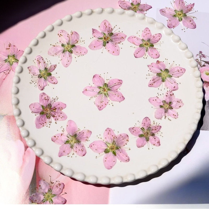 3-4cm./6pcs,Pink Peach Blossom - Dried Flower Bookmark 评论和价格