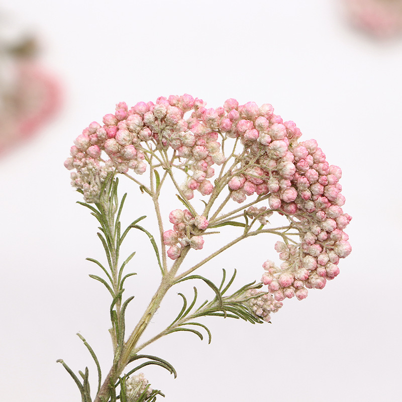 12pcs,Nature Millet flower bra - Dried Flower Bookmark 评论和价格