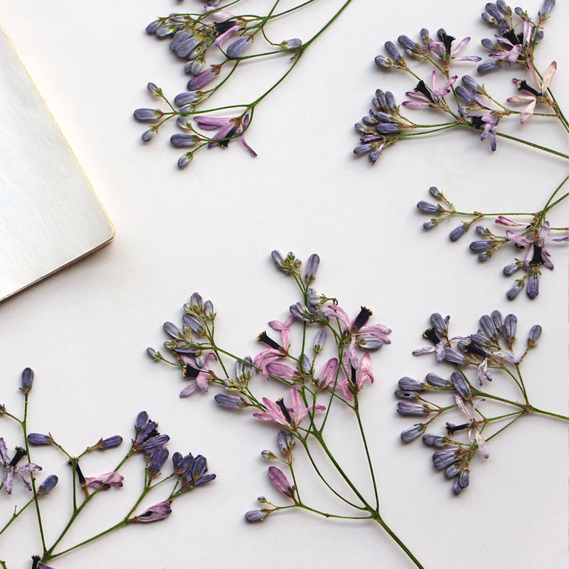 60Pcs Neem Tree Flower Branche - Dried Flower Bookmark 评论和价格