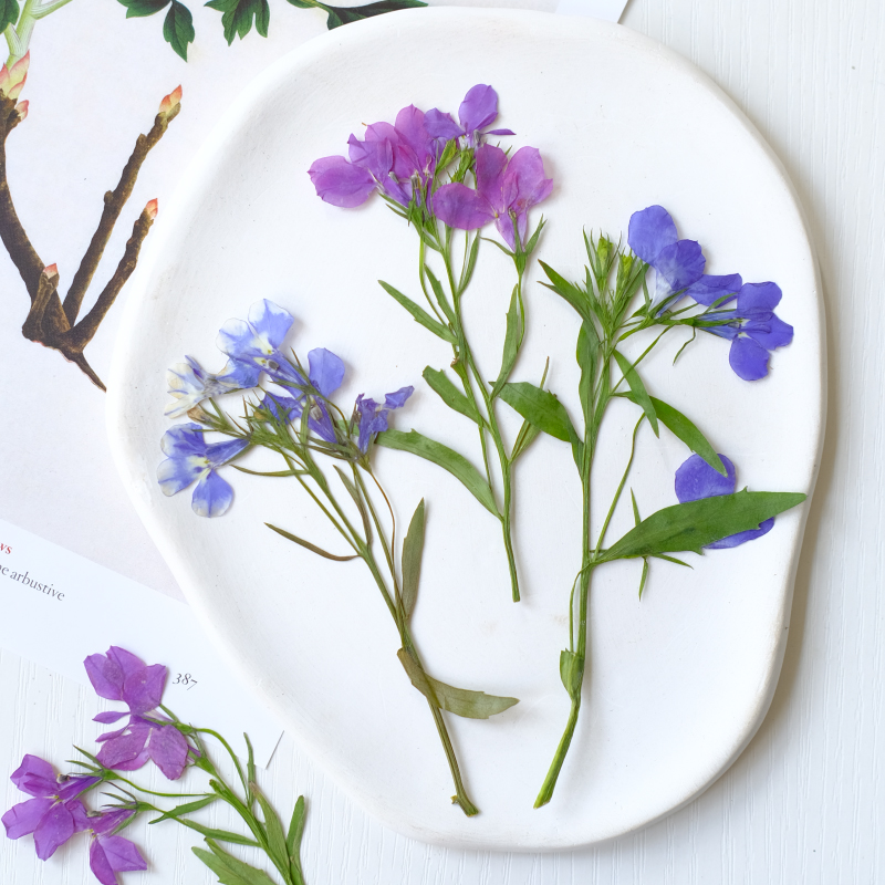 6pcs/8-13cm,nature Lobelia Eri - Dried Flower Bookmark 评论和价格