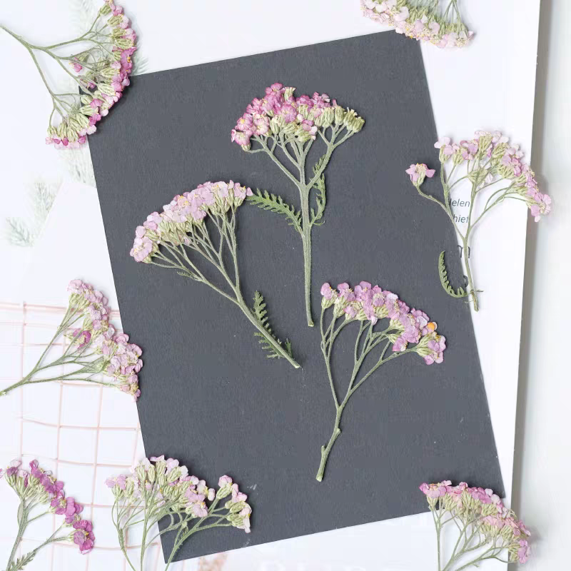 60pcs Pressed Dried Yarrow Ach - Dried Flower Bookmark 评论和价格