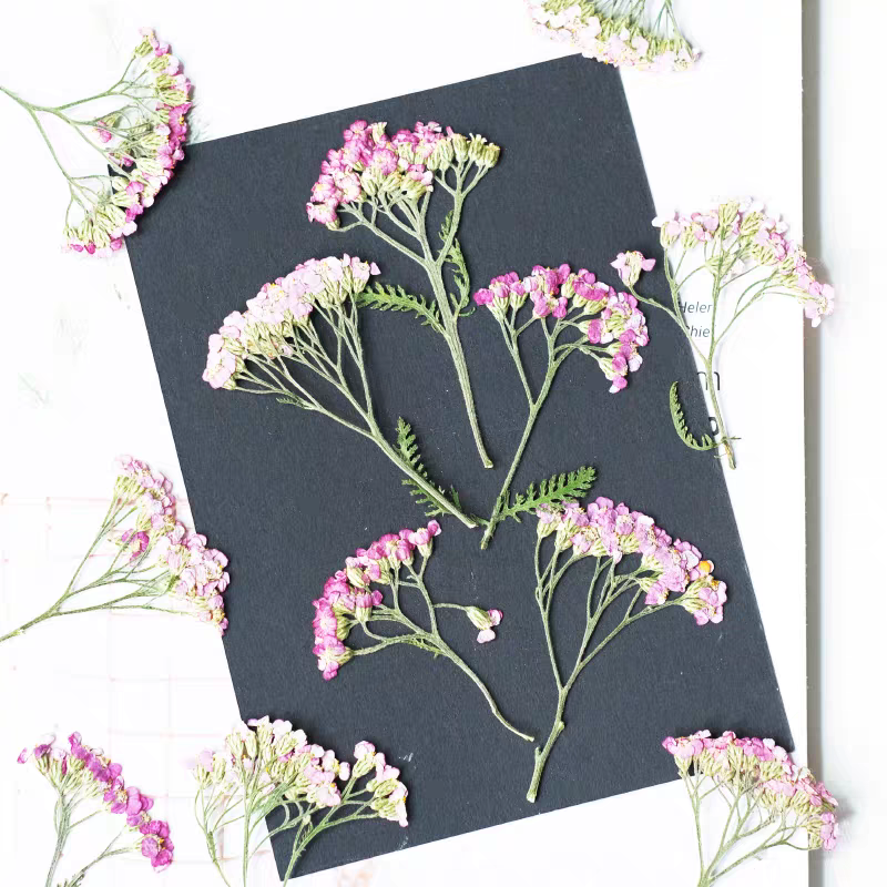 60pcs Pressed Dried Yarrow Ach - Dried Flower Bookmark 评论和价格